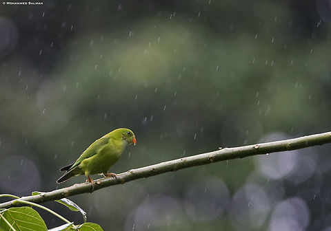 Out in the rains, Vernal hanging parrot || Coorg || Aug 2019
https://www.facebook.com/MohammedSalmanPics/ Loriculus vernalis,vernal hanging parrot