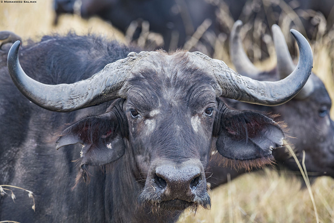Cape buffalo close up || Maasai Mara || Aug 2017<br />
<a href="https://www.facebook.com/MohammedSalmanPics/" rel="nofollow">https://www.facebook.com/MohammedSalmanPics/</a> African buffalo,Syncerus caffer