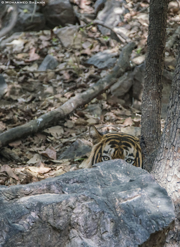 peekaboo, I See You || Ranthambore || June 2018<br />
<a href="https://www.facebook.com/MohammedSalmanPics/" rel="nofollow">https://www.facebook.com/MohammedSalmanPics/</a>  Bengal tiger,Panthera tigris tigris