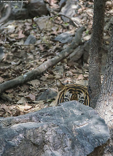 peekaboo, I See You || Ranthambore || June 2018
https://www.facebook.com/MohammedSalmanPics/  Bengal tiger,Panthera tigris tigris