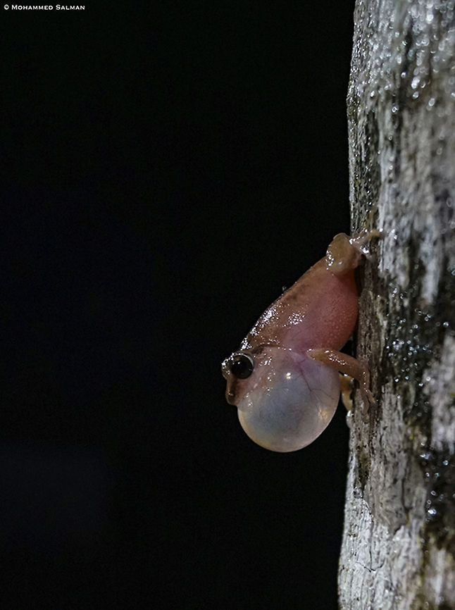 Amboli bush frog || Agumbe || June 2019<br />
<a href="https://www.facebook.com/MohammedSalmanPics/" rel="nofollow">https://www.facebook.com/MohammedSalmanPics/</a> Amboli bush frog,Pseudophilautus amboli