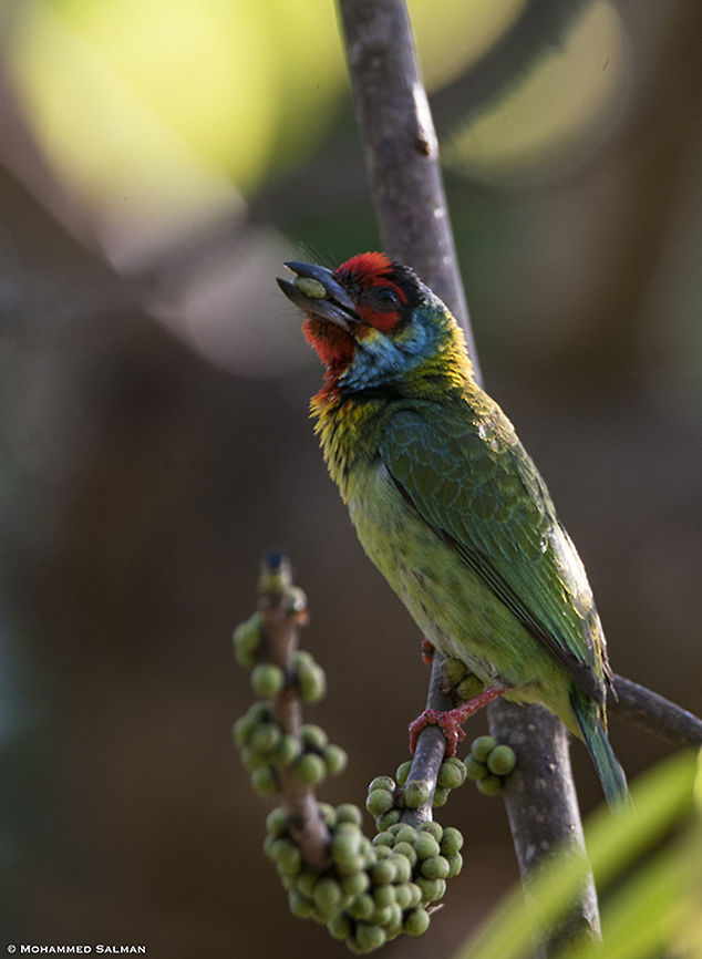 Malabar Barbet with feed || Dandeli || March 2019<br />
<a href="https://www.facebook.com/MohammedSalmanPics/" rel="nofollow">https://www.facebook.com/MohammedSalmanPics/</a> Malabar barbet,Psilopogon malabaricus