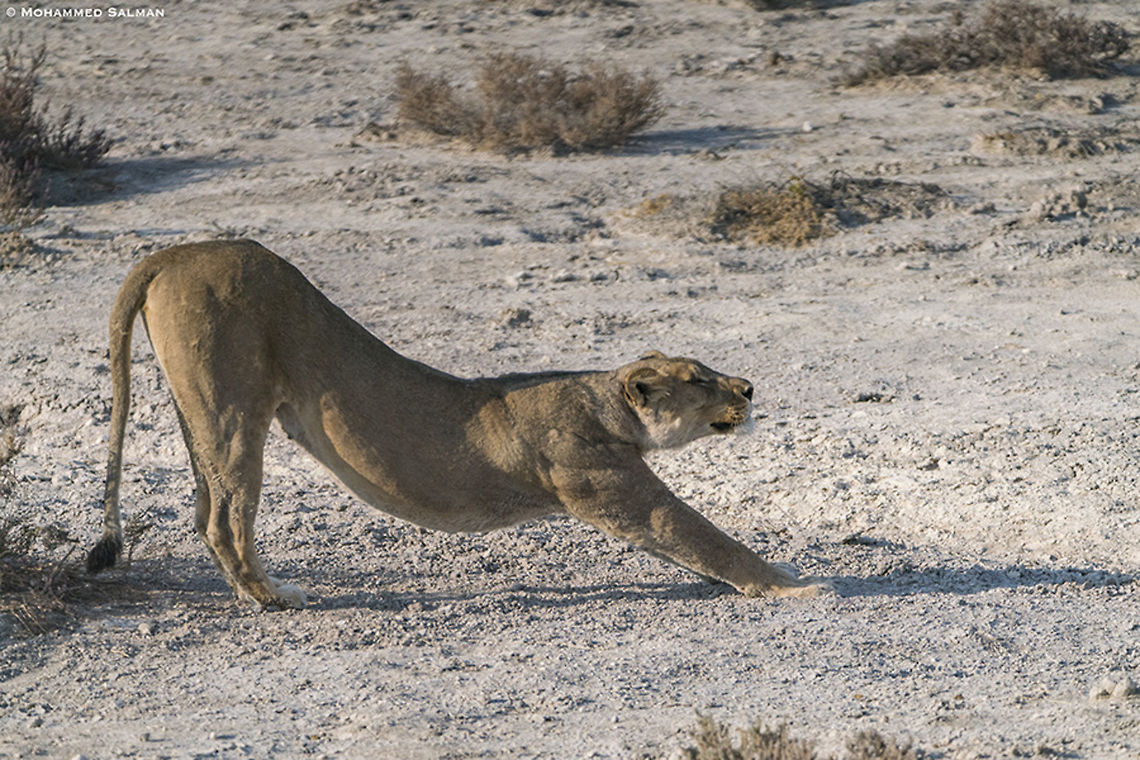 Stretching lioness || Etosha || Oct 2018<br />
<a href="https://www.facebook.com/MohammedSalmanPics/" rel="nofollow">https://www.facebook.com/MohammedSalmanPics/</a> Lion,Panthera leo