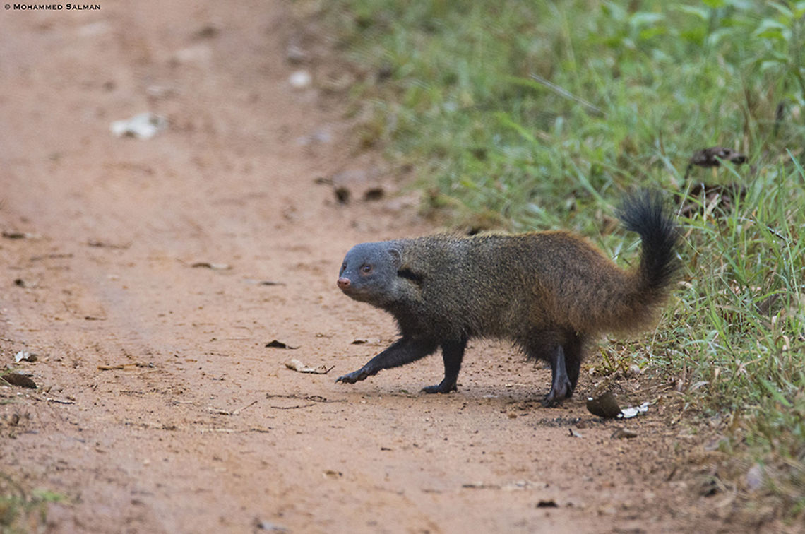 Stripe necked mongoose || Nagarhole || Oct 2016<br />
<a href="https://www.facebook.com/pg/MohammedSalmanPics/" rel="nofollow">https://www.facebook.com/pg/MohammedSalmanPics/</a> Herpestes vitticollis,Stripe-necked mongoose