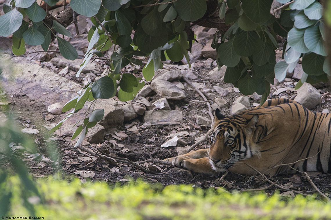 Relaxing Tiger || Ranthambhore || June 2019<br />
<a href="https://www.facebook.com/MohammedSalmanPics/" rel="nofollow">https://www.facebook.com/MohammedSalmanPics/</a> Bengal tiger,Panthera tigris tigris