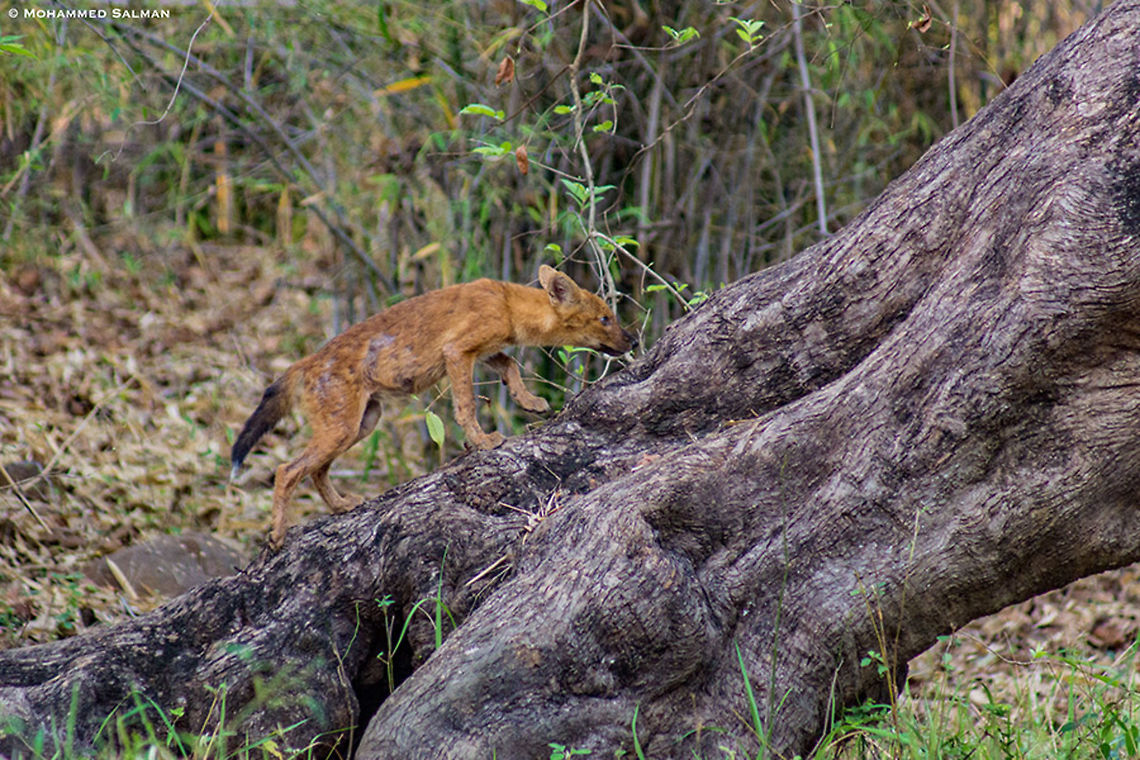 Dhole pup || Tadoba || May 2015<br />
<a href="https://www.facebook.com/MohammedSalmanPics/" rel="nofollow">https://www.facebook.com/MohammedSalmanPics/</a> Cuon alpinus,Dhole,Geotagged,India,Spring