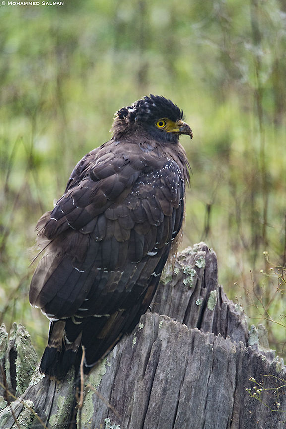 Crested serpent eagle || Kabini || March 2018<br />
<a href="https://www.facebook.com/MohammedSalmanPics/" rel="nofollow">https://www.facebook.com/MohammedSalmanPics/</a> Crested Serpent Eagle,Spilornis cheela