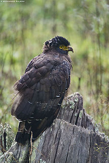 Crested serpent eagle || Kabini || March 2018
https://www.facebook.com/MohammedSalmanPics/ Crested Serpent Eagle,Spilornis cheela