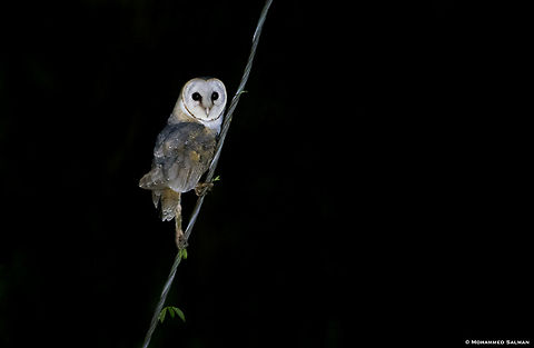 Barn owl || Bangalore || Sept 2019
https://www.facebook.com/MohammedSalmanPics/ Barn owl,Tyto alba