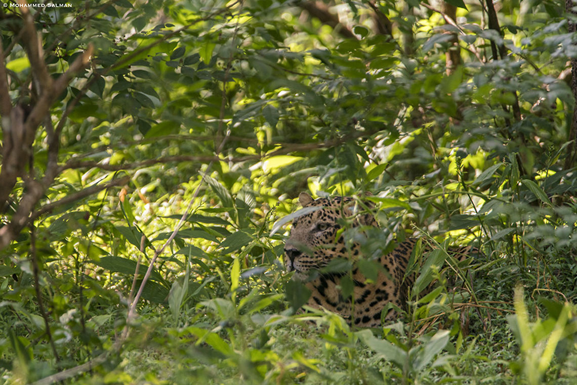 Hidden in the foliage, leopard || Nagarhole || Sept 2019<br />
<a href="https://www.facebook.com/MohammedSalmanPics/" rel="nofollow">https://www.facebook.com/MohammedSalmanPics/</a> Leopard,Panthera pardus