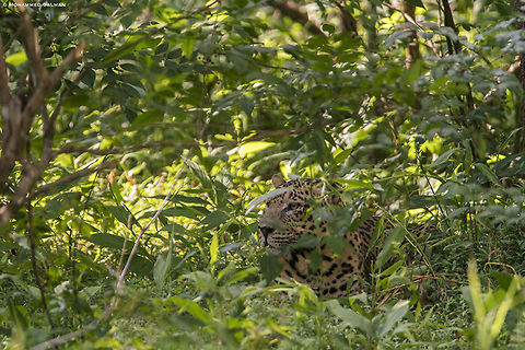 Hidden in the foliage, leopard || Nagarhole || Sept 2019
https://www.facebook.com/MohammedSalmanPics/ Leopard,Panthera pardus