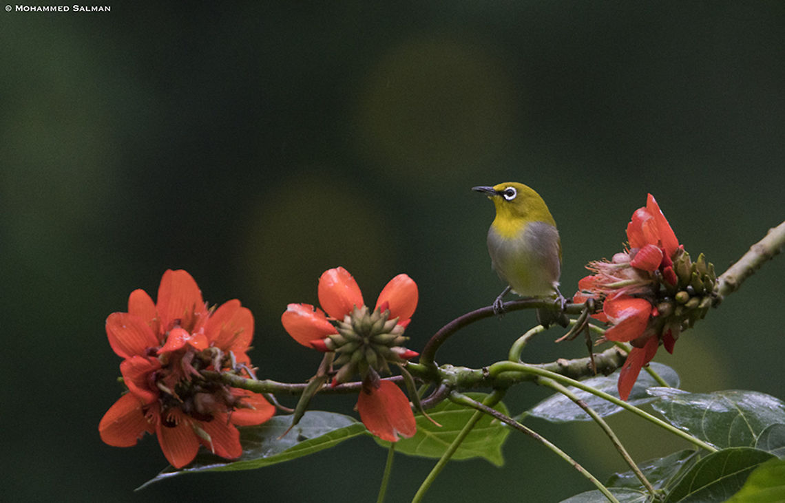 Oriental white eye || Coorg || Aug 2019<br />
<a href="https://www.facebook.com/MohammedSalmanPics/" rel="nofollow">https://www.facebook.com/MohammedSalmanPics/</a> Oriental White-eye,Zosterops palpebrosus