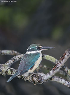 The collared kingfisher || Sunderbans || Oct 2019
https://www.facebook.com/MohammedSalmanPics/ Todiramphus chloris,collared kingfisher