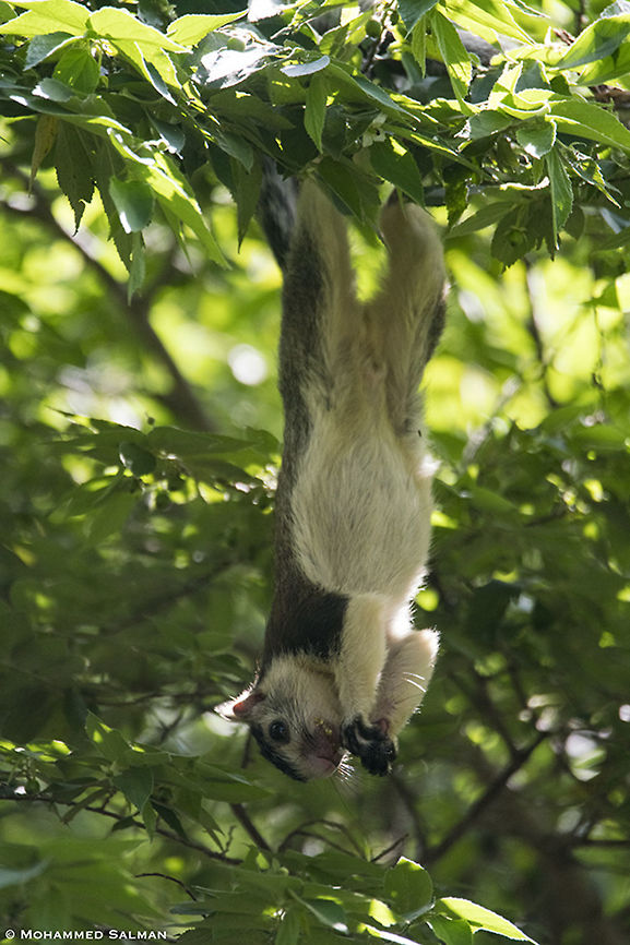 Hanging about, Grizzled giant squirrel || Cauvery WLS|| Oct 2019<br />
<a href="https://www.facebook.com/MohammedSalmanPics/" rel="nofollow">https://www.facebook.com/MohammedSalmanPics/</a> Grizzled giant squirrel,Ratufa macroura