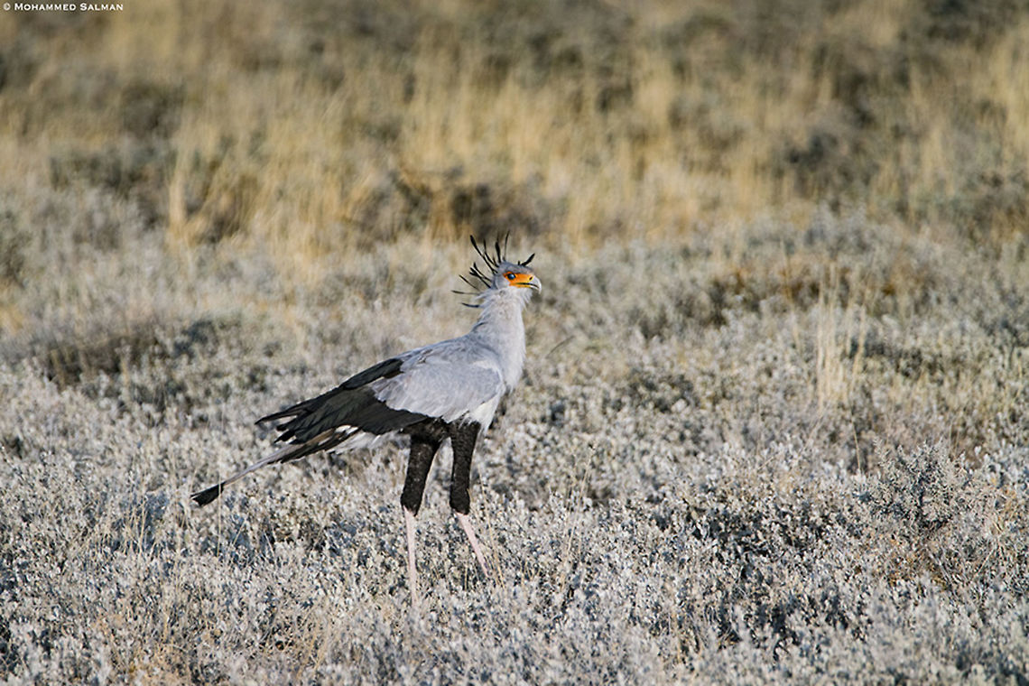The secretary bird || Etosha || Oct 2018<br />
<a href="https://www.facebook.com/MohammedSalmanPics/" rel="nofollow">https://www.facebook.com/MohammedSalmanPics/</a> Sagittarius serpentarius,Secretary Bird