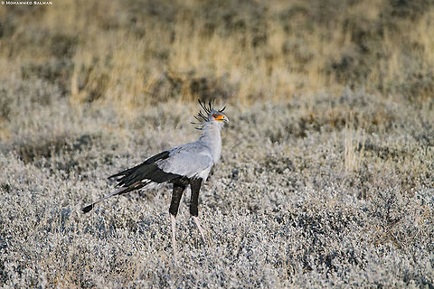 The secretary bird || Etosha || Oct 2018
https://www.facebook.com/MohammedSalmanPics/ Sagittarius serpentarius,Secretary Bird