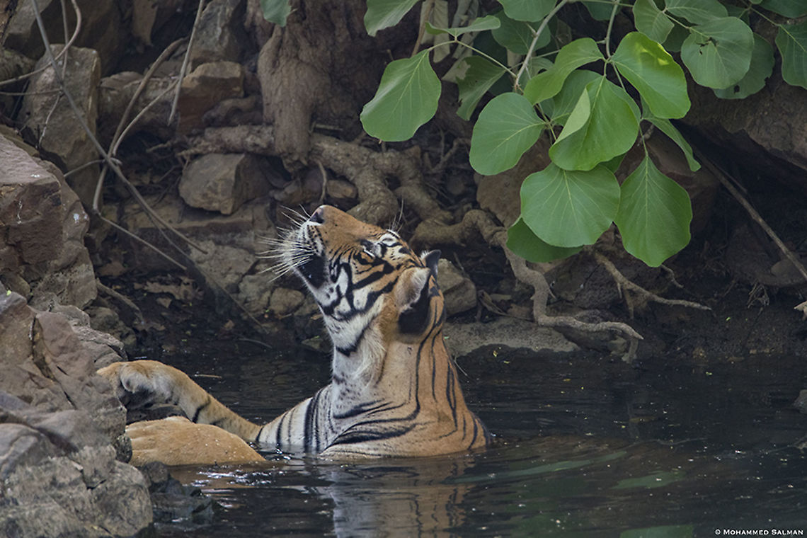 T-95, enjoy, relax, soak, and unwind || Ranthambhore || June 2019<br />
<a href="https://www.facebook.com/MohammedSalmanPics/" rel="nofollow">https://www.facebook.com/MohammedSalmanPics/</a> Bengal tiger,Panthera tigris tigris