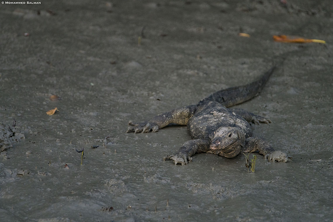 Bengal monitor || Sunderbans || Oct 2019<br />
<a href="https://www.facebook.com/MohammedSalmanPics/" rel="nofollow">https://www.facebook.com/MohammedSalmanPics/</a> Bengal monitor (Indian monitor),Varanus bengalensis