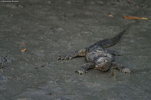 Bengal monitor || Sunderbans || Oct 2019
https://www.facebook.com/MohammedSalmanPics/ Bengal monitor (Indian monitor),Varanus bengalensis