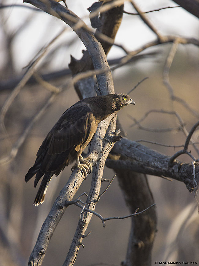 Oriental honey buzzard || Ranthambore || Dec 2016<br />
<a href="https://www.facebook.com/MohammedSalmanPics/" rel="nofollow">https://www.facebook.com/MohammedSalmanPics/</a> Crested honey buzzard,Pernis ptilorhynchus