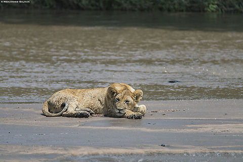 Lazy lion cub || Maasai Mara || Aug 2017
https://www.facebook.com/MohammedSalmanPics/ Lion,Panthera leo