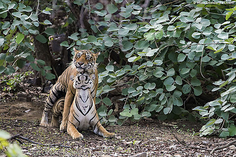 In the throes of passion || Ranthambhore || June 2019
https://www.facebook.com/MohammedSalmanPics/ Bengal tiger,Panthera tigris tigris