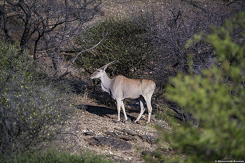 Eland antelope || Namibia || Oct 2018
https://www.facebook.com/MohammedSalmanPics/ Common Eland,Taurotragus oryx
