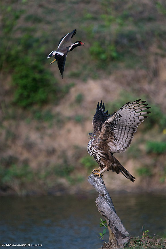 A David versus Goliath situation || Kabini || Mar 2018<br />
<a href="https://www.facebook.com/MohammedSalmanPics/" rel="nofollow">https://www.facebook.com/MohammedSalmanPics/</a> Changable hawk eagle,Nisaetus cirrhatus