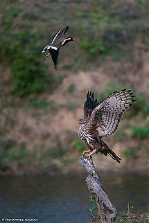 A David versus Goliath situation || Kabini || Mar 2018
https://www.facebook.com/MohammedSalmanPics/ Changable hawk eagle,Nisaetus cirrhatus