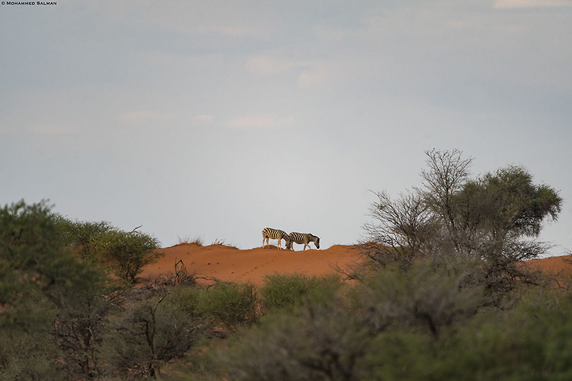 Desert Zebras Desert Zebras || Kalahari desert || Oct 2018<br />
<a href="https://www.facebook.com/MohammedSalmanPics/" rel="nofollow">https://www.facebook.com/MohammedSalmanPics/</a> Equus quagga,Plains zebra