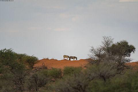 Desert Zebras Desert Zebras || Kalahari desert || Oct 2018
https://www.facebook.com/MohammedSalmanPics/ Equus quagga,Plains zebra