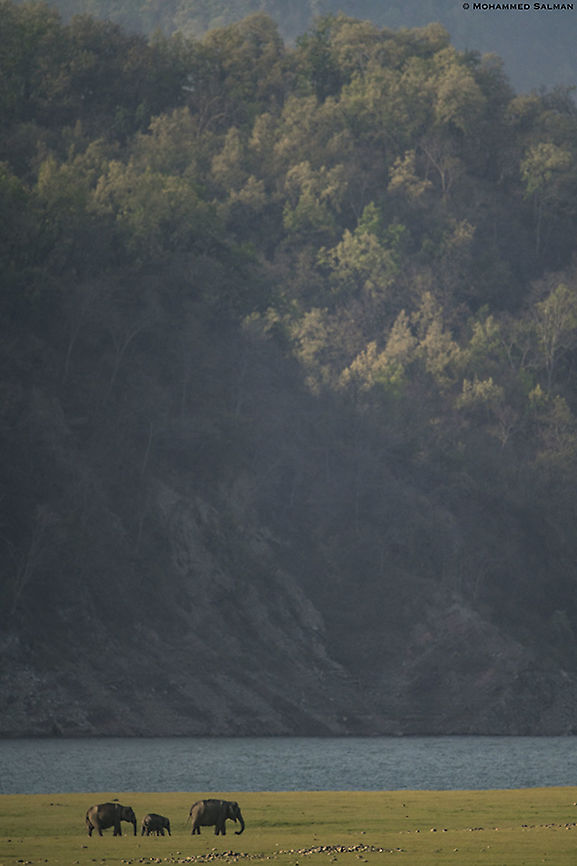 Tiny giants || Corbett || April 2019<br />
<a href="https://www.facebook.com/MohammedSalmanPics/" rel="nofollow">https://www.facebook.com/MohammedSalmanPics/</a> Asian elephant,Elephas maximus