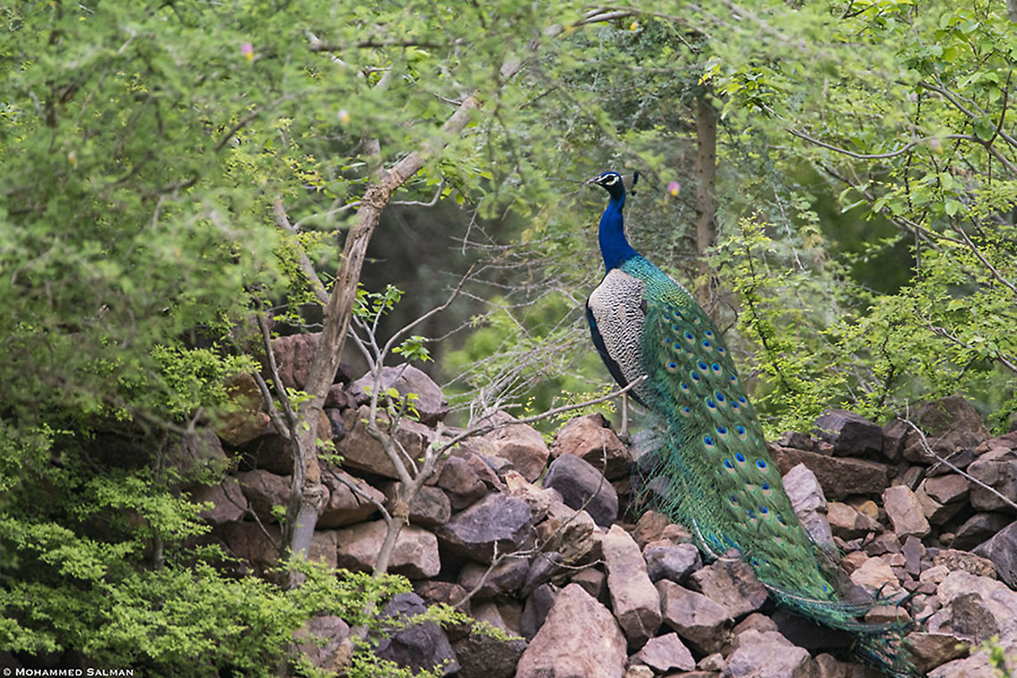 Peacock || Ranthambhore || June 2019<br />
<a href="https://www.facebook.com/MohammedSalmanPics/" rel="nofollow">https://www.facebook.com/MohammedSalmanPics/</a> Common peacock,Indian peafowl,Papilio polyctor,Pavo cristatus