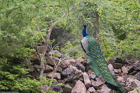 Peacock || Ranthambhore || June 2019
https://www.facebook.com/MohammedSalmanPics/ Common peacock,Indian peafowl,Papilio polyctor,Pavo cristatus