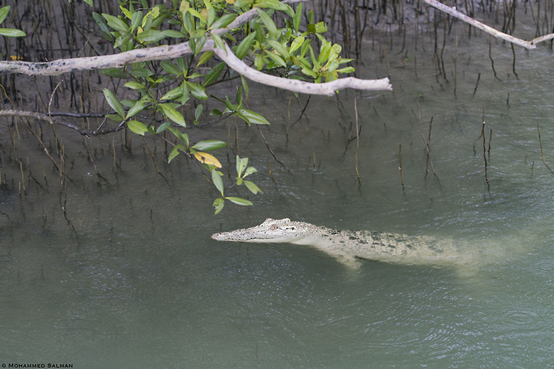 Albino crocodile || Sunderbans || Oct 2019<br />
<a href="https://www.facebook.com/MohammedSalmanPics/" rel="nofollow">https://www.facebook.com/MohammedSalmanPics/</a> Crocodylus porosus,Saltwater crocodile