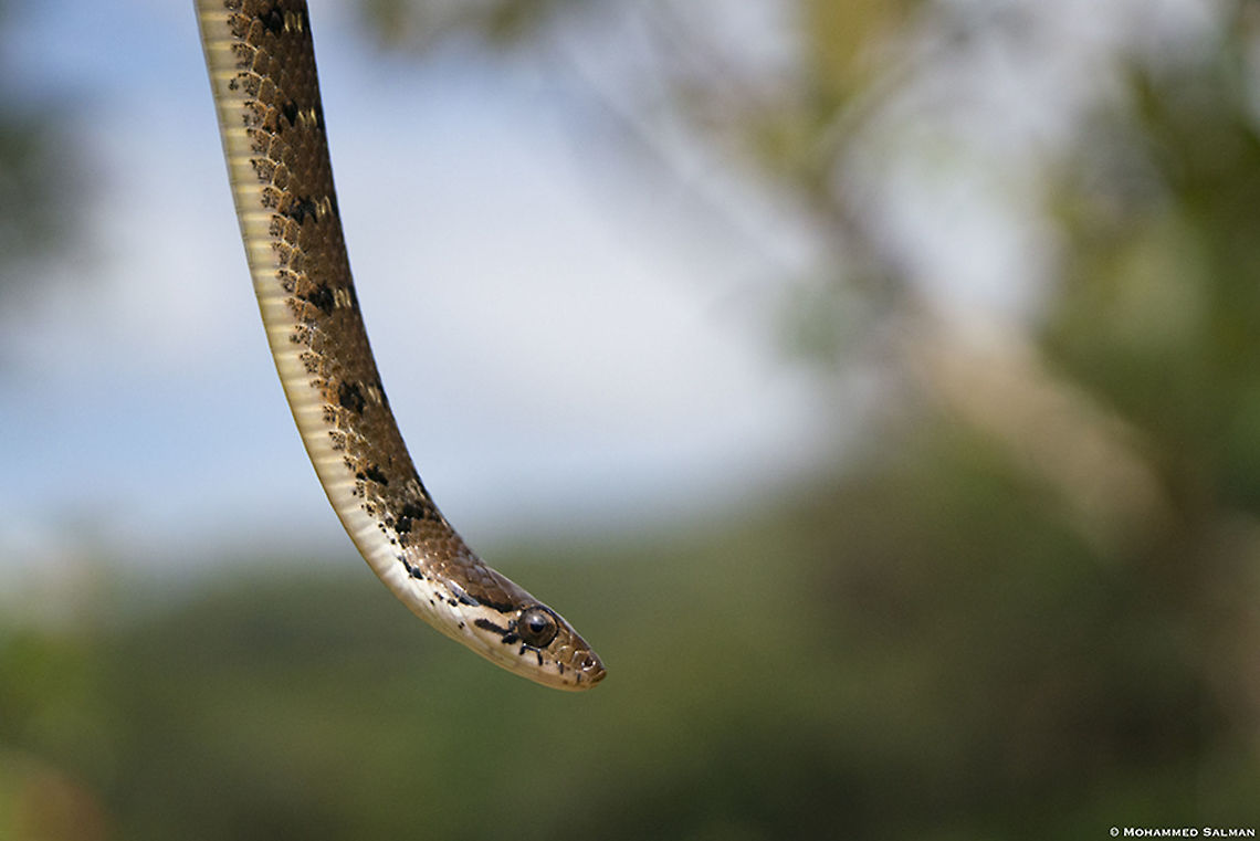 Nilgiri keelback || Wayanad || Nov 2019<br />
<a href="https://www.facebook.com/MohammedSalmanPics/" rel="nofollow">https://www.facebook.com/MohammedSalmanPics/</a> Hebius beddomei,Nilgiri keelback