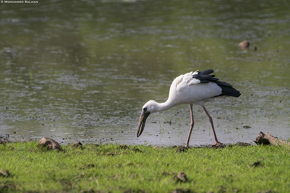 Asian openbill stork || Ranthambhore || June 2019<br />
<a href="https://www.facebook.com/pg/MohammedSalmanPics/" rel="nofollow">https://www.facebook.com/pg/MohammedSalmanPics/</a> Anastomus oscitans,Asian openbill