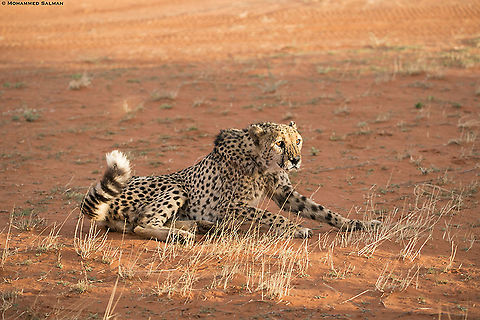 Cheetah || Kalahari desert || Oct 2018
https://www.facebook.com/MohammedSalmanPics/ Acinonyx jubatus,Cheetah
