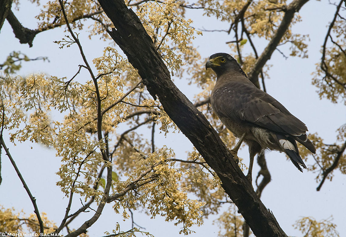 Crested serpent eagle || Corbett || April 2019<br />
<a href="https://www.facebook.com/MohammedSalmanPics/" rel="nofollow">https://www.facebook.com/MohammedSalmanPics/</a> Crested Serpent Eagle,Spilornis cheela
