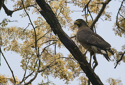 Crested serpent eagle || Corbett || April 2019
https://www.facebook.com/MohammedSalmanPics/ Crested Serpent Eagle,Spilornis cheela