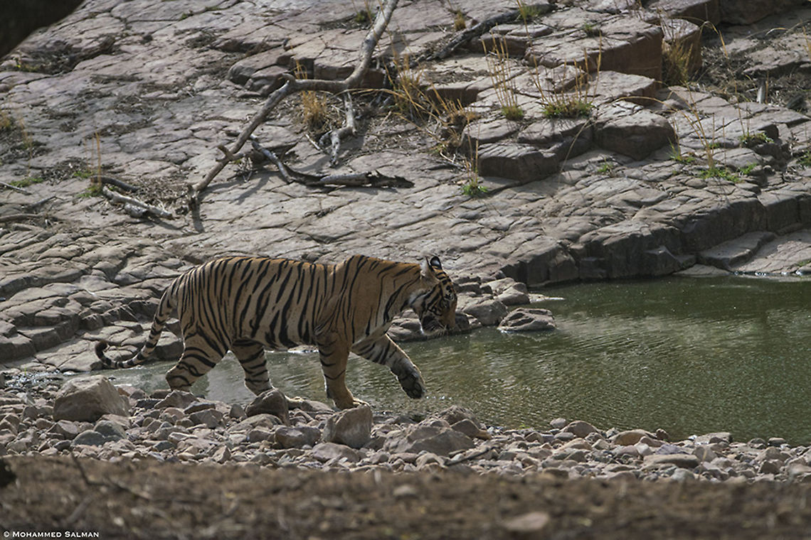 Testing the waters, cub of Noor || Ranthambore || June 2018<br />
<a href="https://www.facebook.com/MohammedSalmanPics/" rel="nofollow">https://www.facebook.com/MohammedSalmanPics/</a> Bengal tiger,Panthera tigris tigris