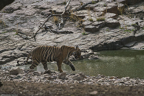 Testing the waters, cub of Noor || Ranthambore || June 2018
https://www.facebook.com/MohammedSalmanPics/ Bengal tiger,Panthera tigris tigris