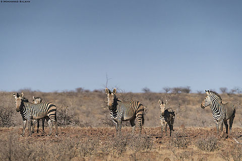 Mountain zebras || Grootberg plateau || Oct 2018
https://www.facebook.com/MohammedSalmanPics/ Equus zebra hartmannae,Hartmanns mountain zebra