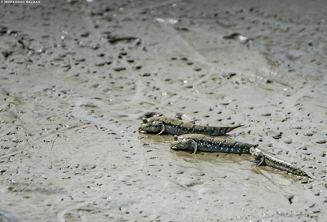 Mudskippers || Sunderbans || Oct 2019<br />
<a href="https://www.facebook.com/MohammedSalmanPics/" rel="nofollow">https://www.facebook.com/MohammedSalmanPics/</a> Blue-spotted mudskipper,Boleophthalmus boddarti