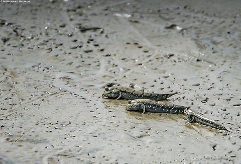 Mudskippers || Sunderbans || Oct 2019
https://www.facebook.com/MohammedSalmanPics/ Blue-spotted mudskipper,Boleophthalmus boddarti