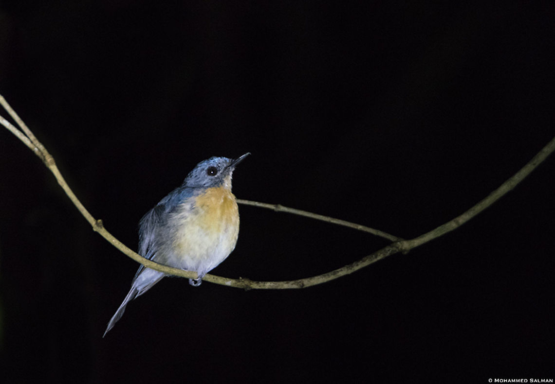 Tickell's blue || Coorg || Aug 2019<br />
<a href="https://www.facebook.com/MohammedSalmanPics/" rel="nofollow">https://www.facebook.com/MohammedSalmanPics/</a> Cyornis tickelliae,Tickells Blue Flycatcher