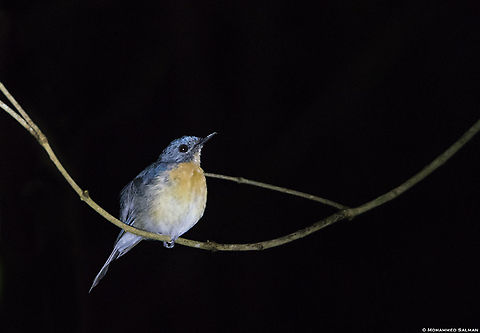 Tickell's blue || Coorg || Aug 2019
https://www.facebook.com/MohammedSalmanPics/ Cyornis tickelliae,Tickells Blue Flycatcher