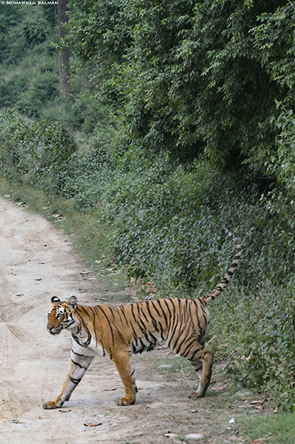 Tigress || Corbett || April 2019<br />
<a href="https://www.facebook.com/MohammedSalmanPics/" rel="nofollow">https://www.facebook.com/MohammedSalmanPics/</a> Bengal tiger,Panthera tigris tigris