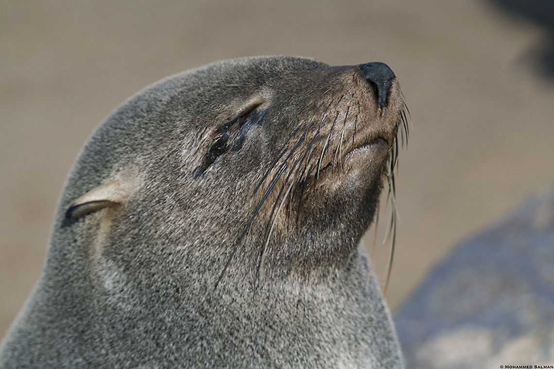 Cape fur seal close up || Cape cross seal reserve || Oct 2018<br />
<a href="https://www.facebook.com/MohammedSalmanPics/" rel="nofollow">https://www.facebook.com/MohammedSalmanPics/</a> Arctocephalus pusillus,Brown fur seal