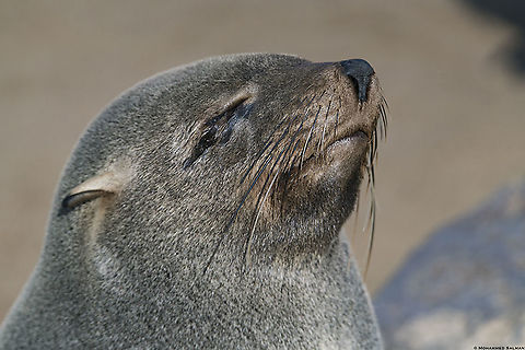 Cape fur seal close up || Cape cross seal reserve || Oct 2018
https://www.facebook.com/MohammedSalmanPics/ Arctocephalus pusillus,Brown fur seal